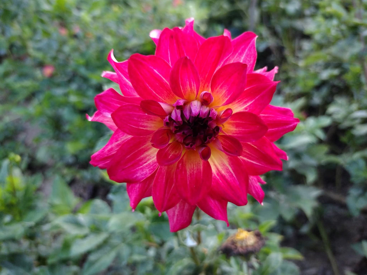 AC Rosebud