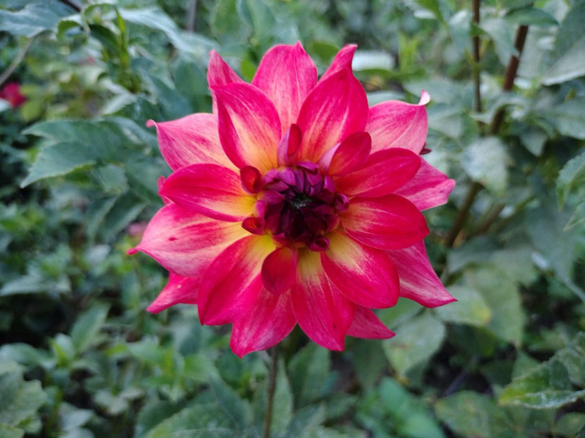 AC Rosebud