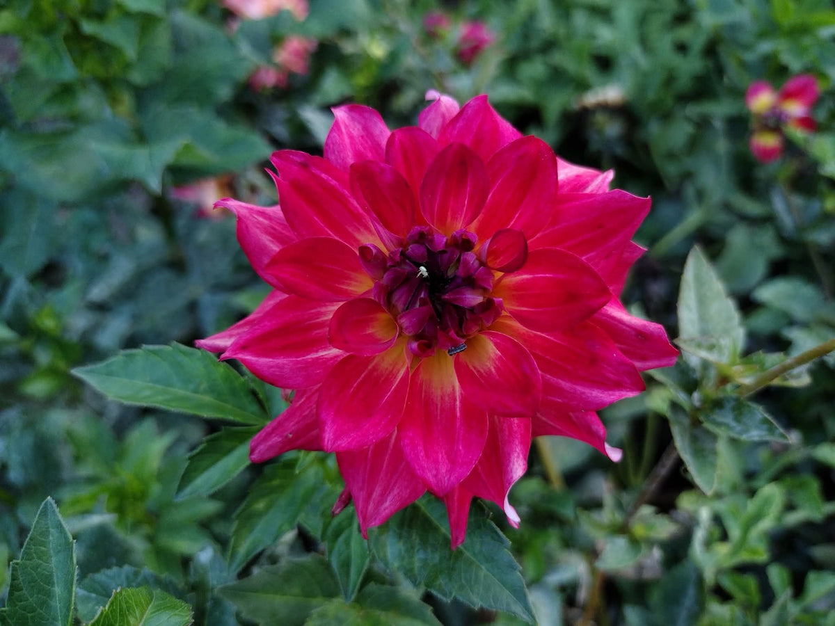 AC Rosebud