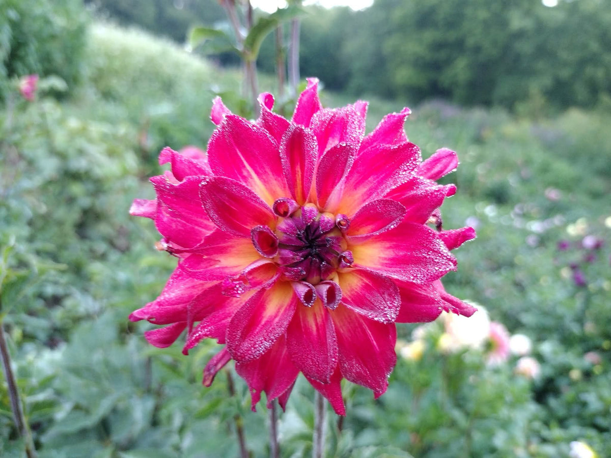 AC Rosebud