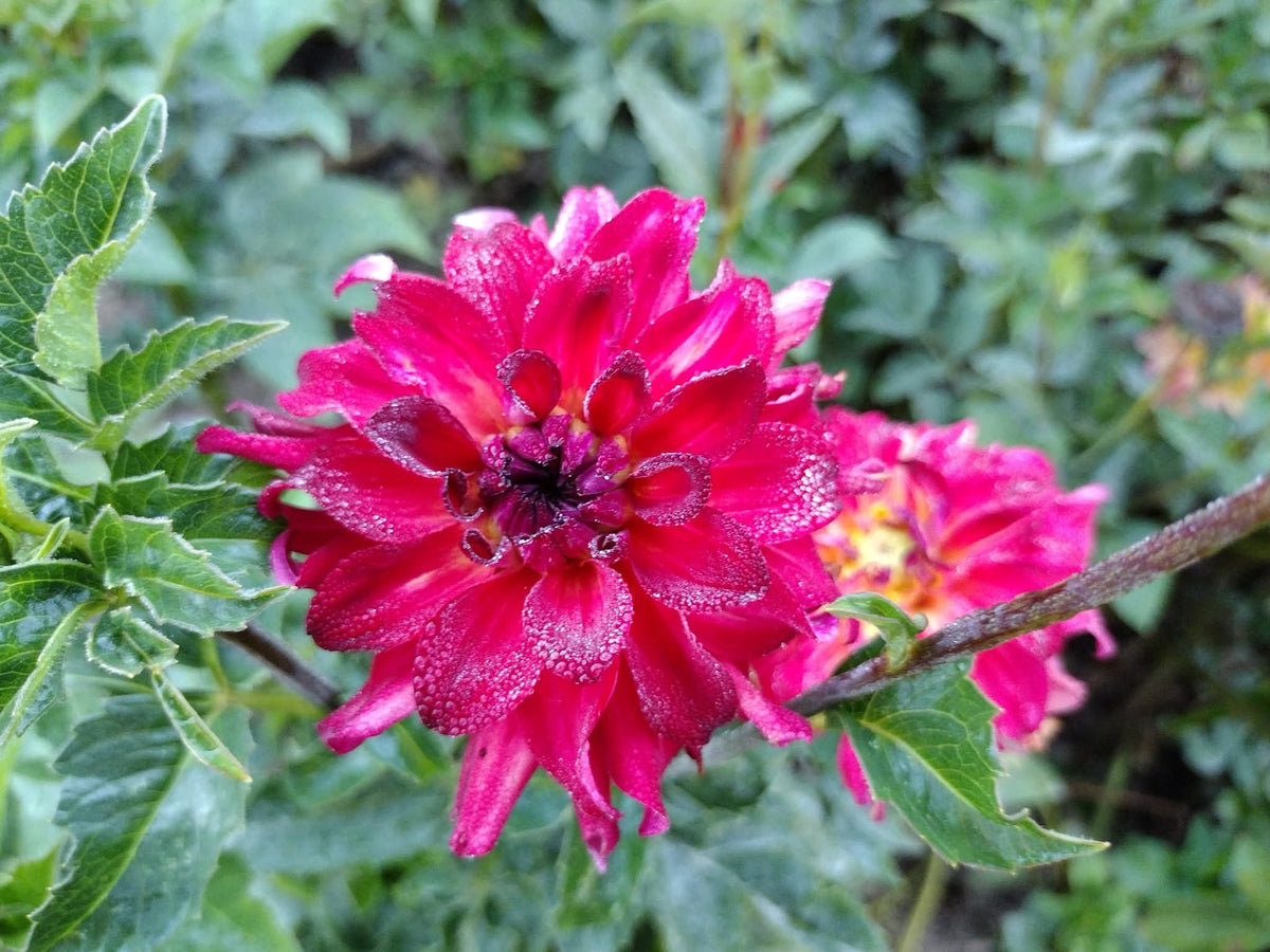 AC Rosebud