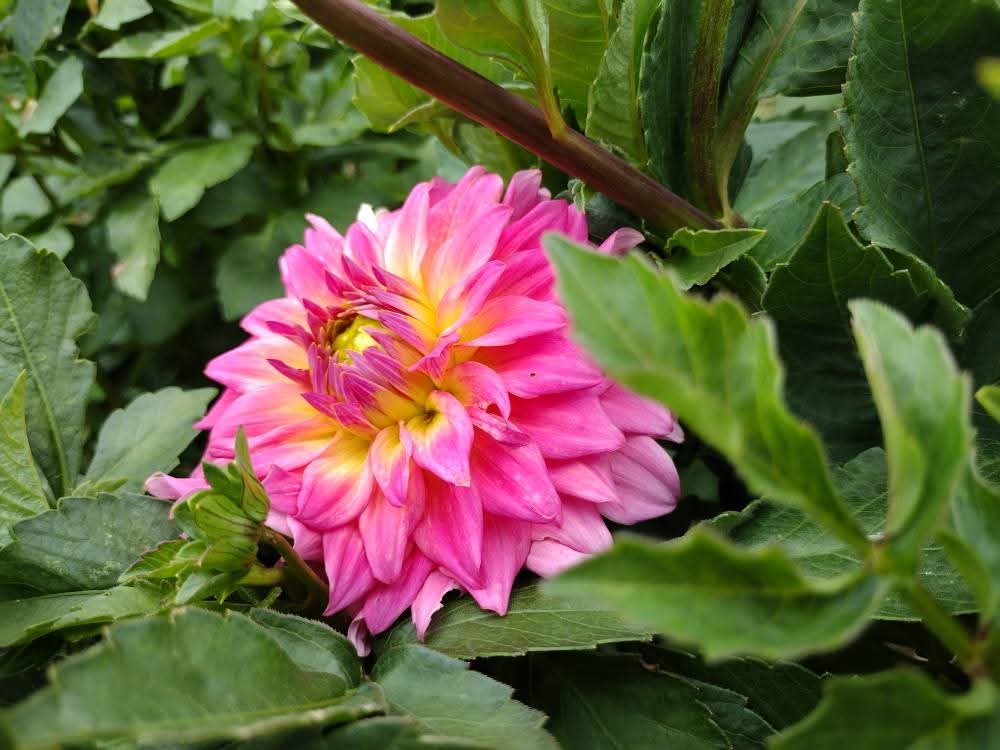 Bloomquist Parasol