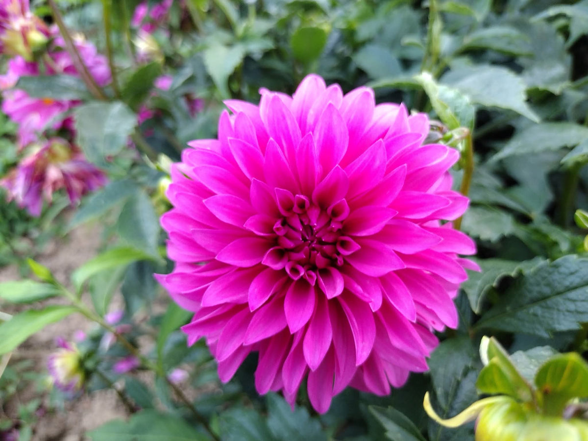 Bloomquist Pinwheel (limited stock)