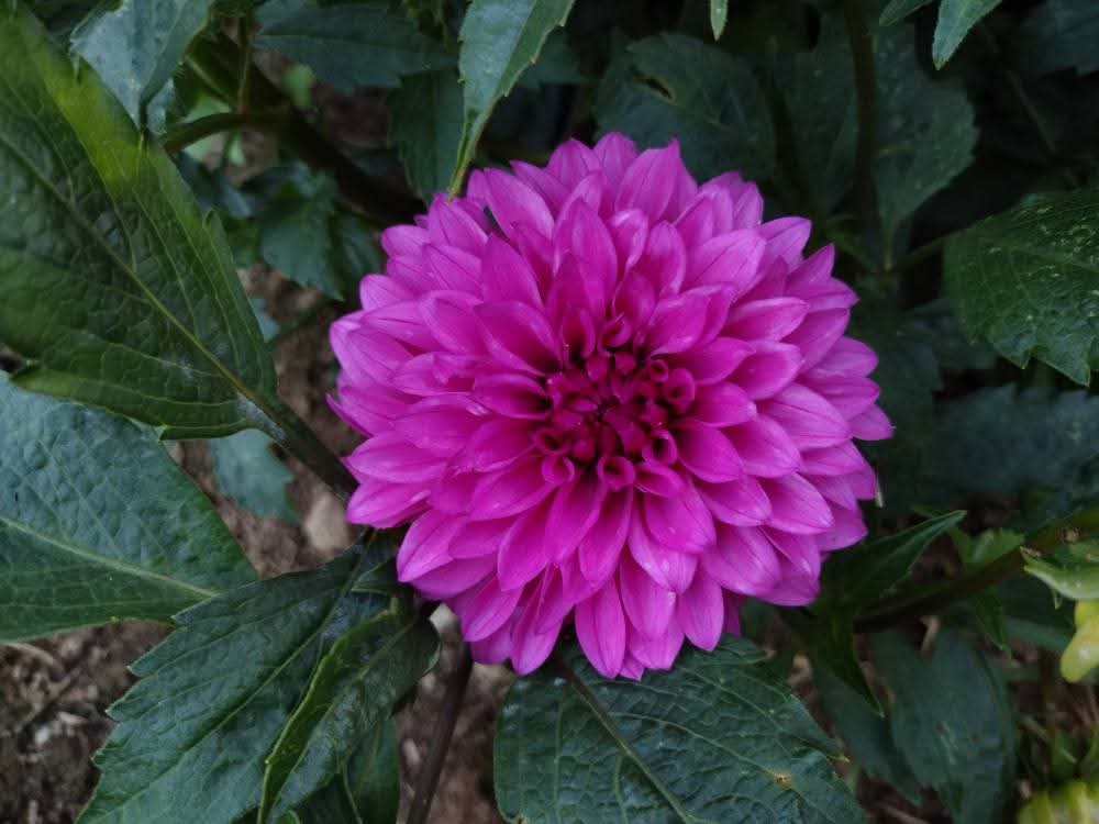 Bloomquist Pinwheel (limited stock)