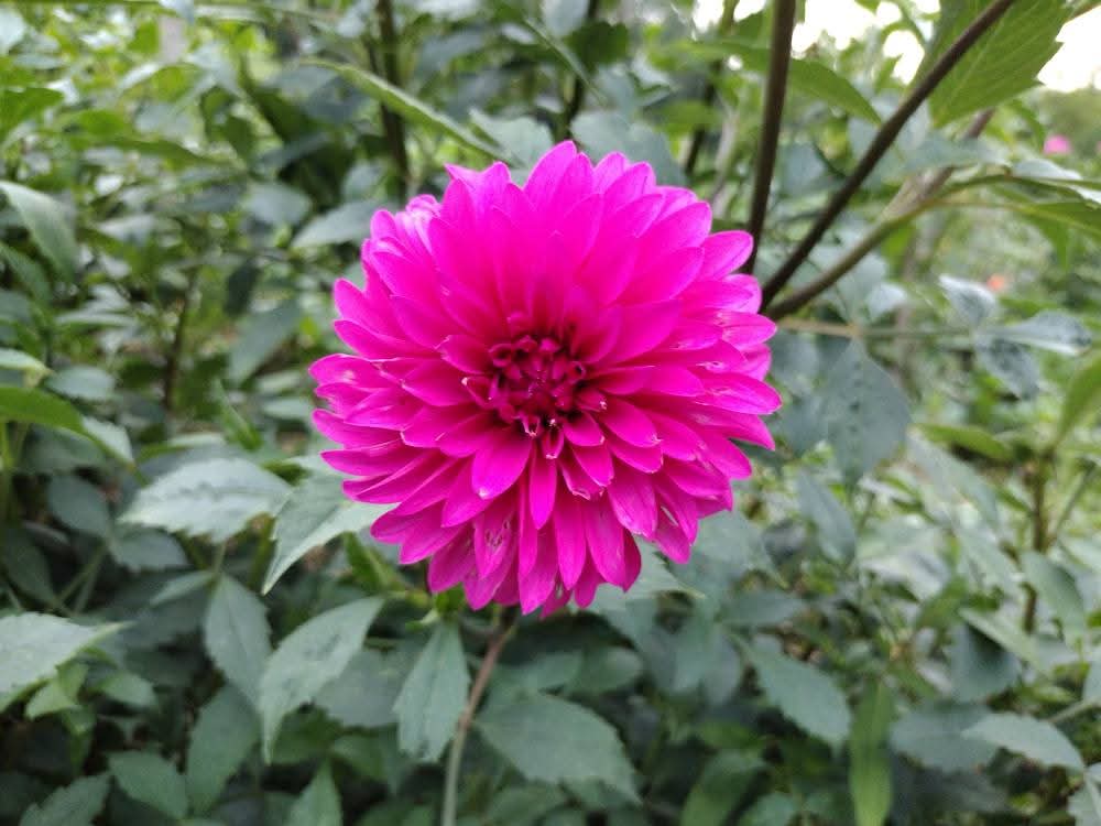 Bloomquist Pinwheel (limited stock)