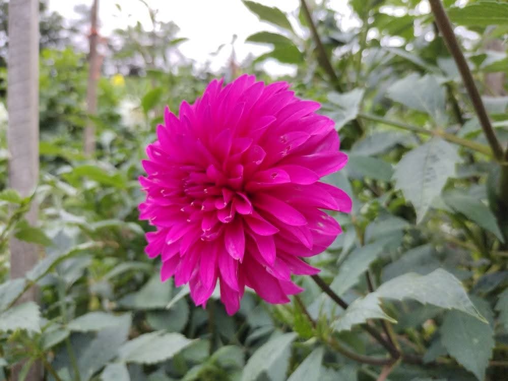 Bloomquist Pinwheel (limited stock)