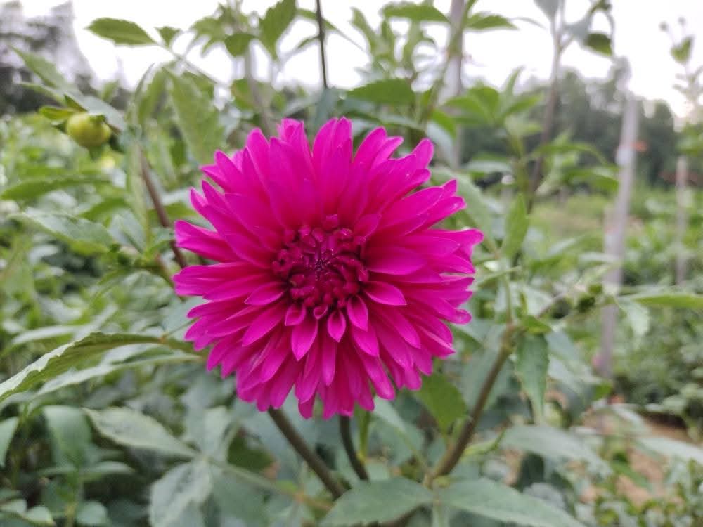 Bloomquist Pinwheel (limited stock)