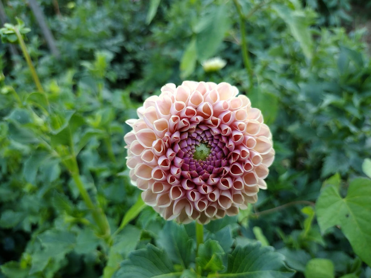 Bee Hive