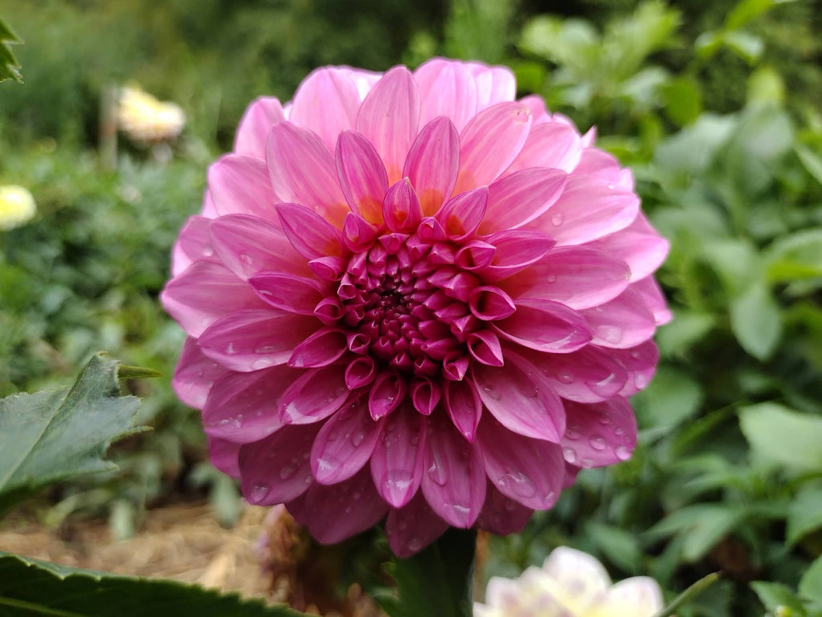 River's Bubblegum (limited stock)