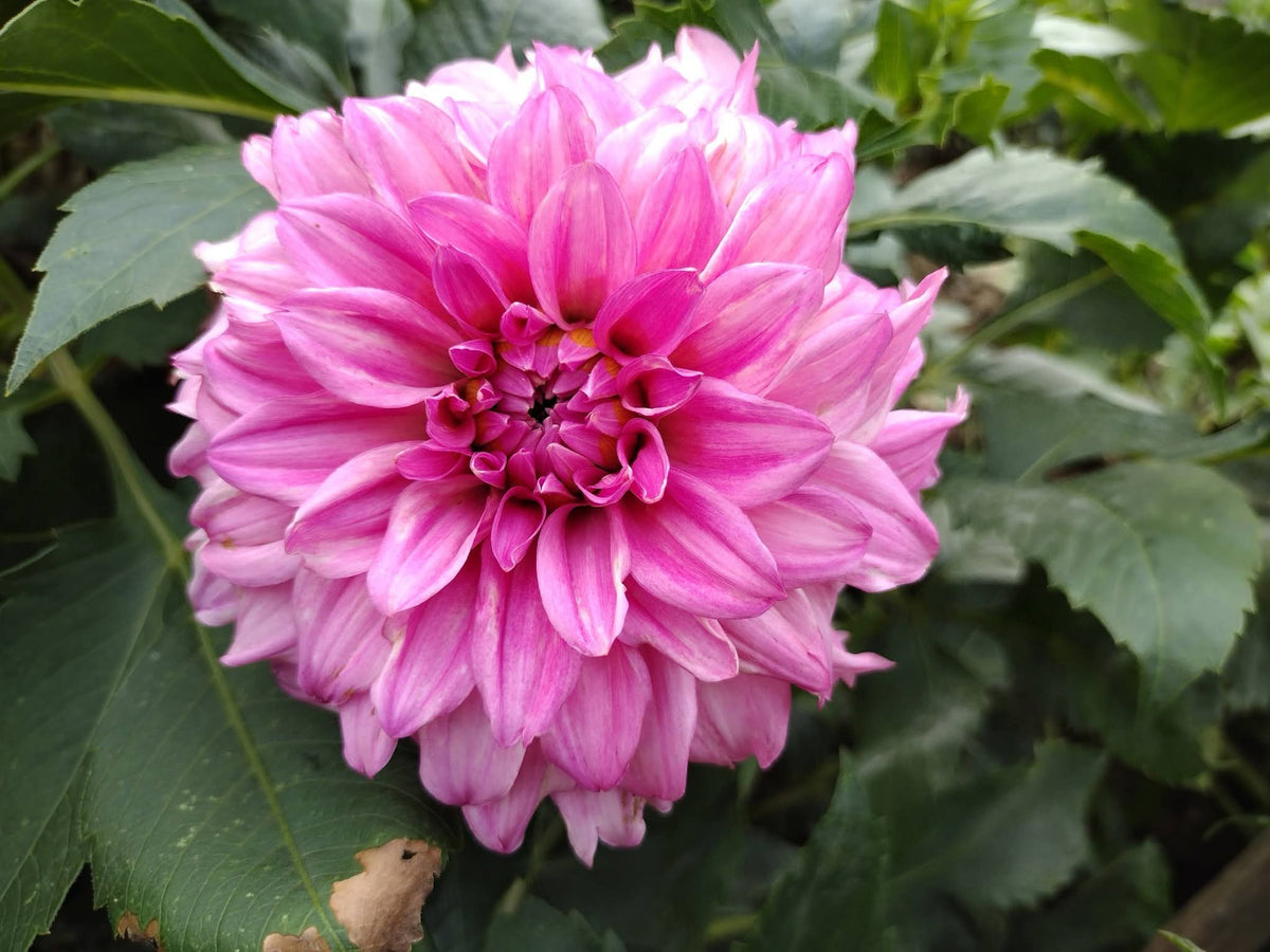 River's Bubblegum (limited stock)