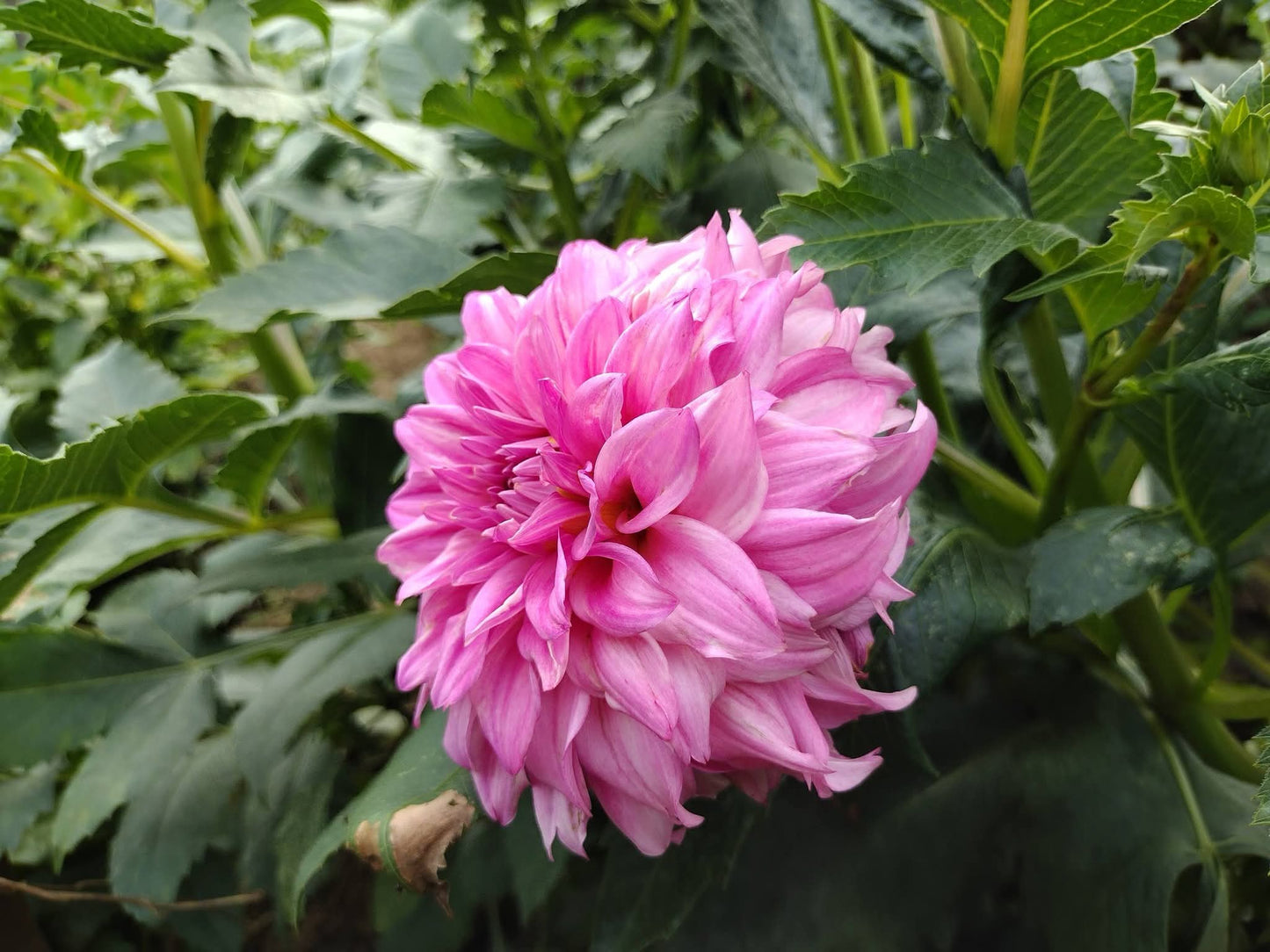 River's Bubblegum (limited stock)