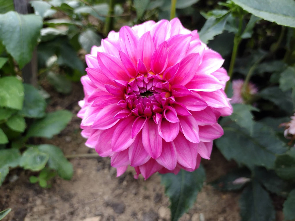 River's Bubblegum (limited stock)