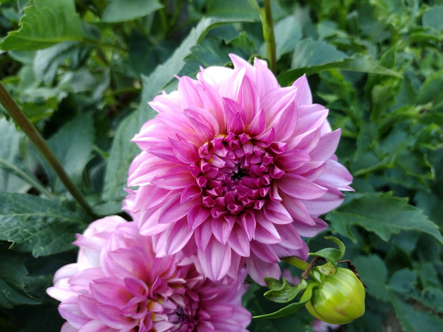 River's Bubblegum (limited stock)
