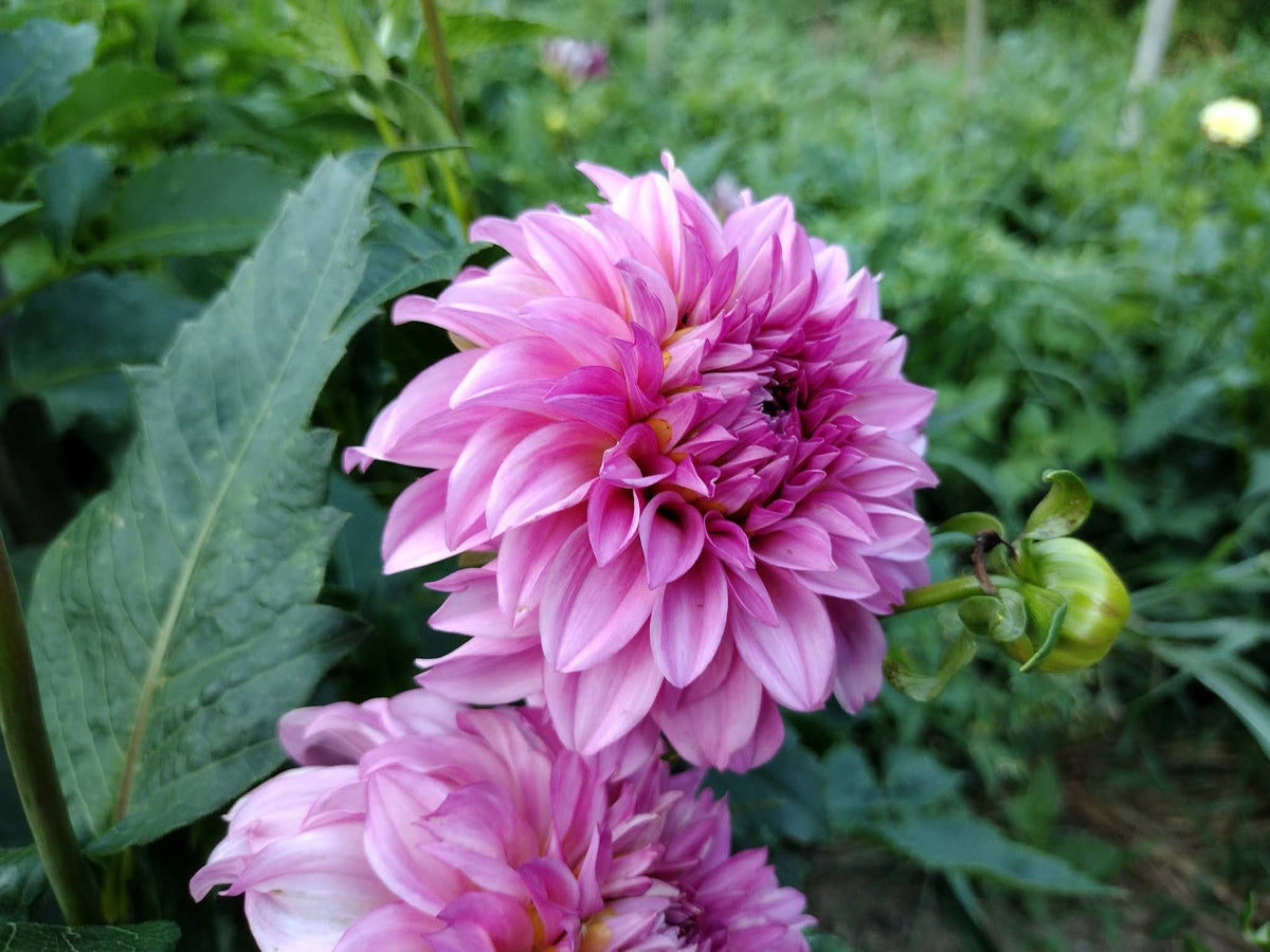 River's Bubblegum (limited stock)