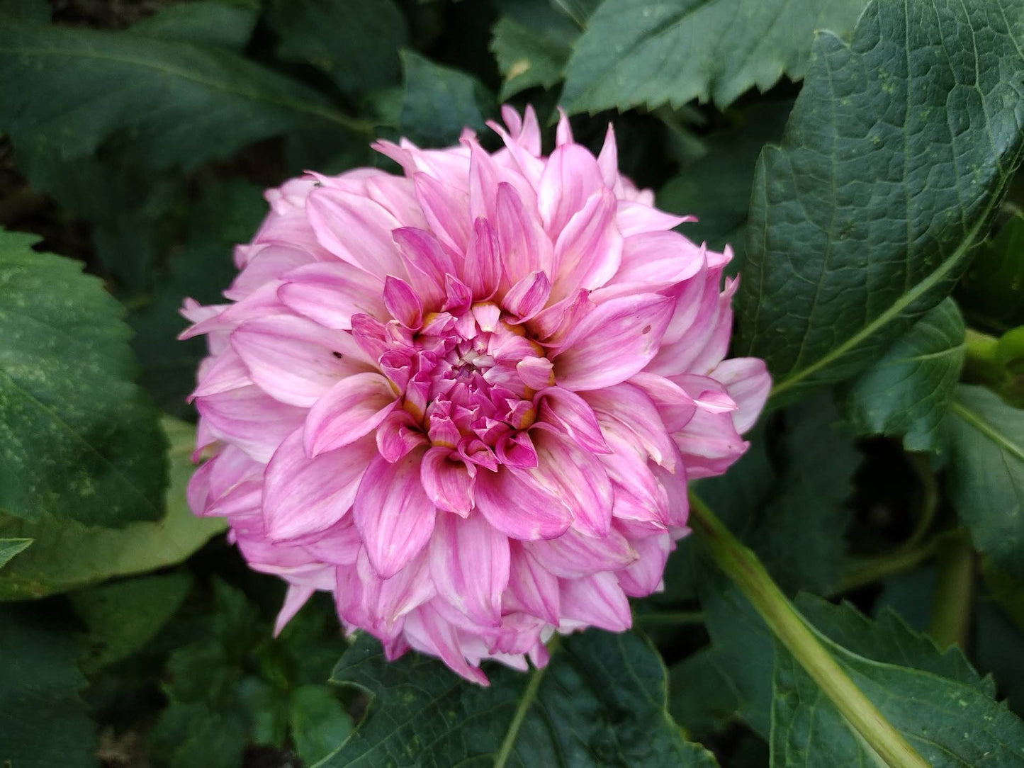River's Bubblegum (limited stock)