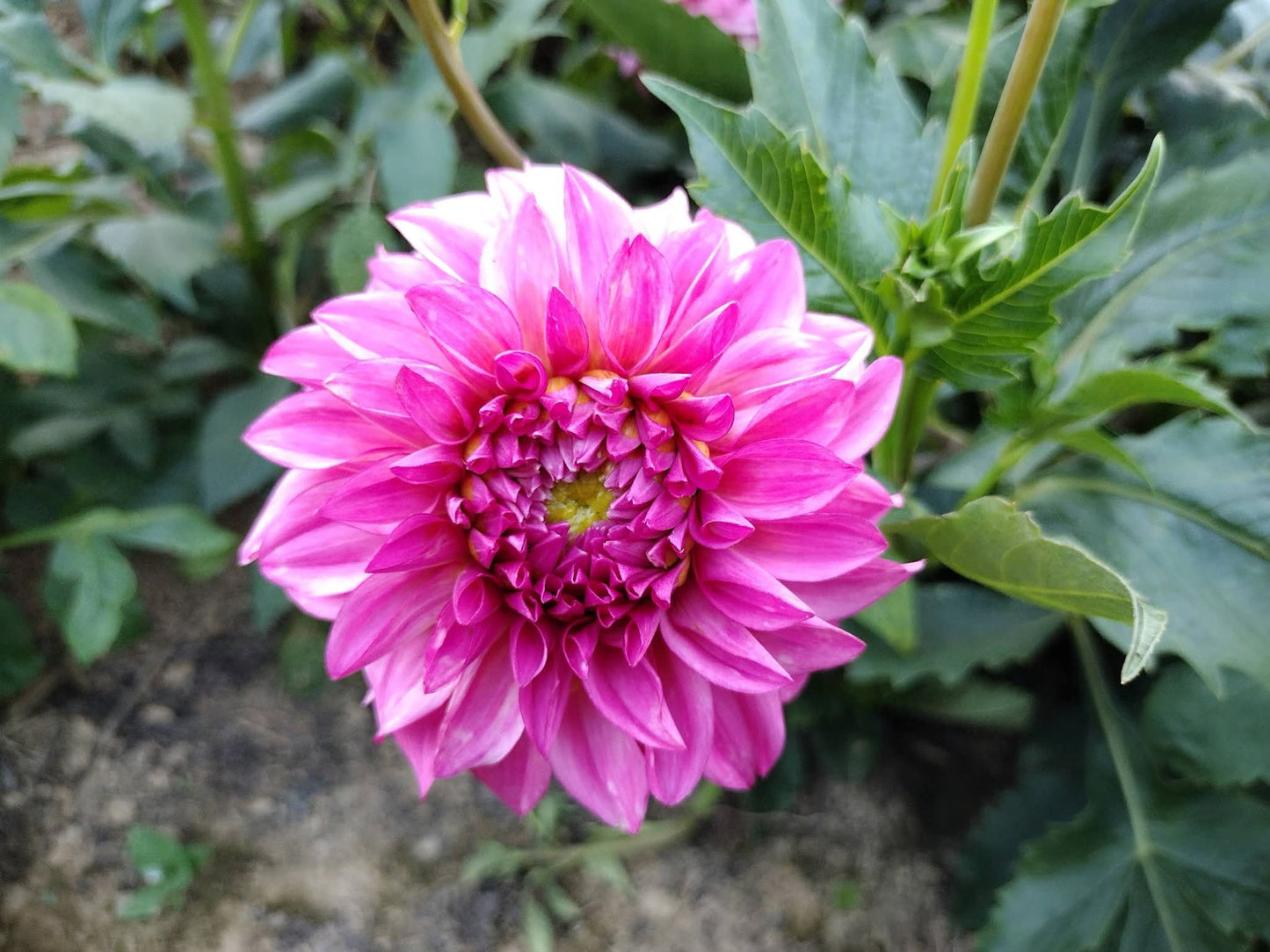 River's Bubblegum (limited stock)