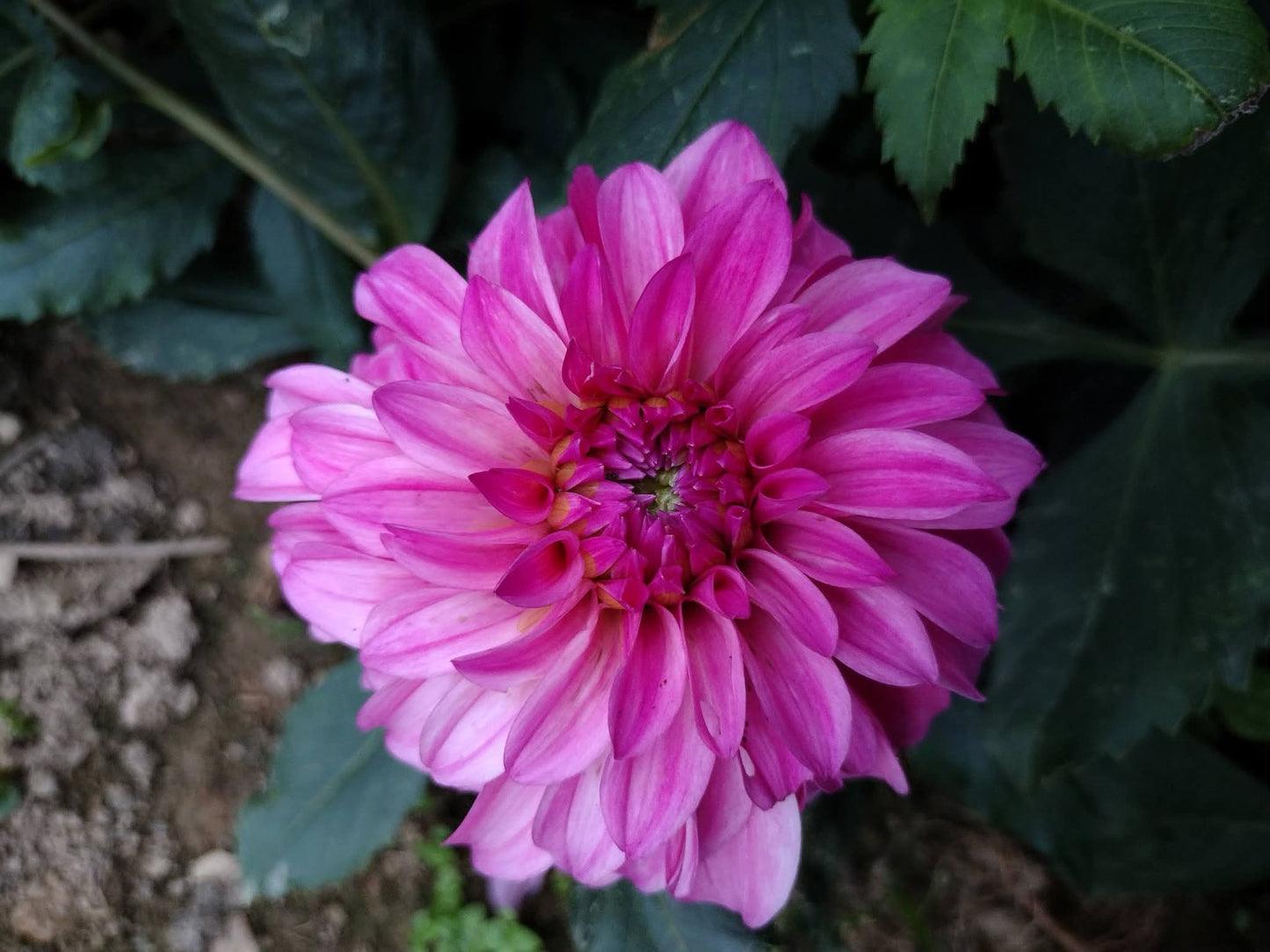 River's Bubblegum (limited stock)