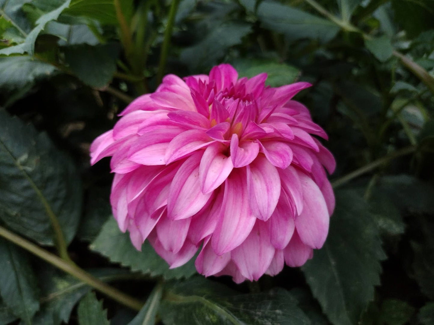 River's Bubblegum (limited stock)