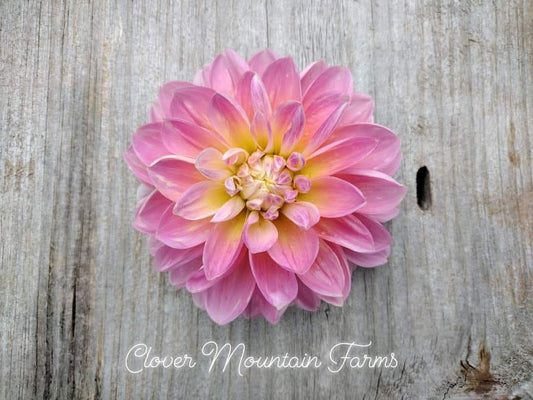 Gabbie's Wish 5 pack