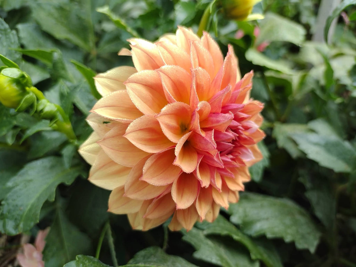Lee's Ginger Fleck (limited stock)