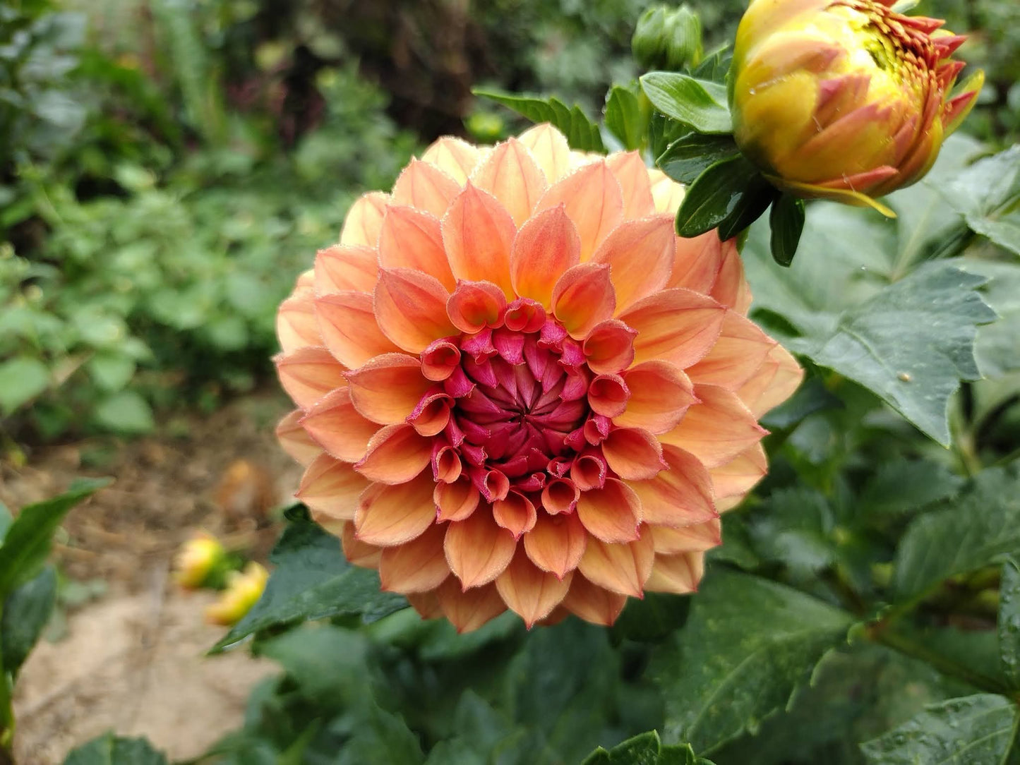 Lee's Ginger Fleck (limited stock)
