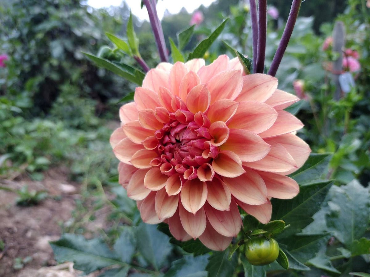 Lee's Ginger Fleck (limited stock)