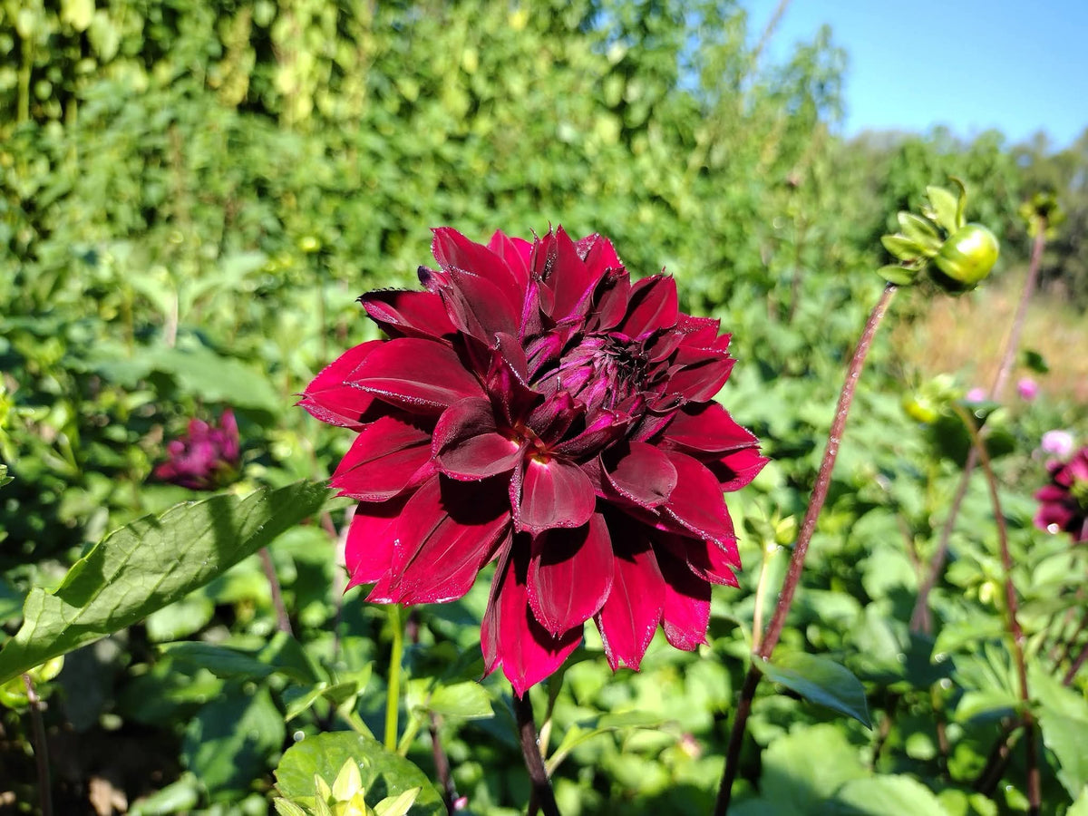 Fubuki Maroon