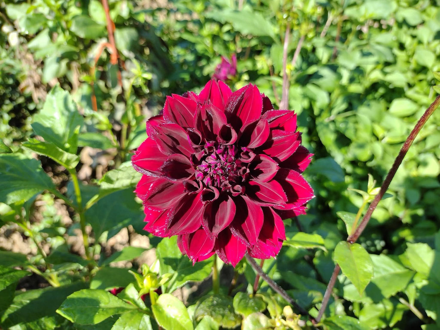 Fubuki Maroon