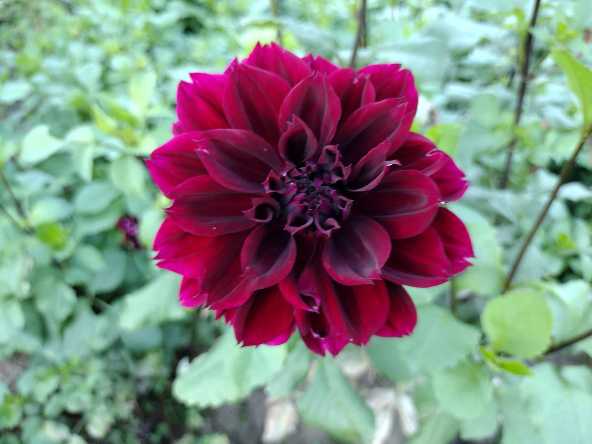 Fubuki Maroon
