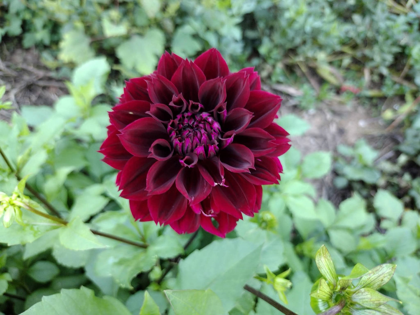 Fubuki Maroon