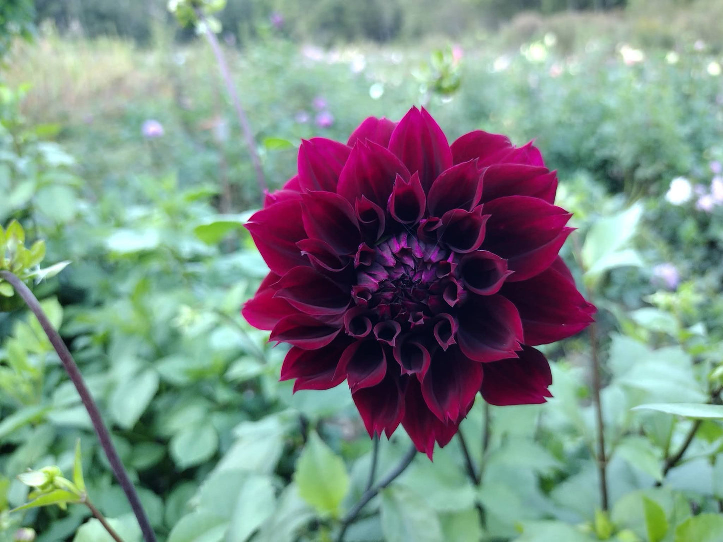 Fubuki Maroon