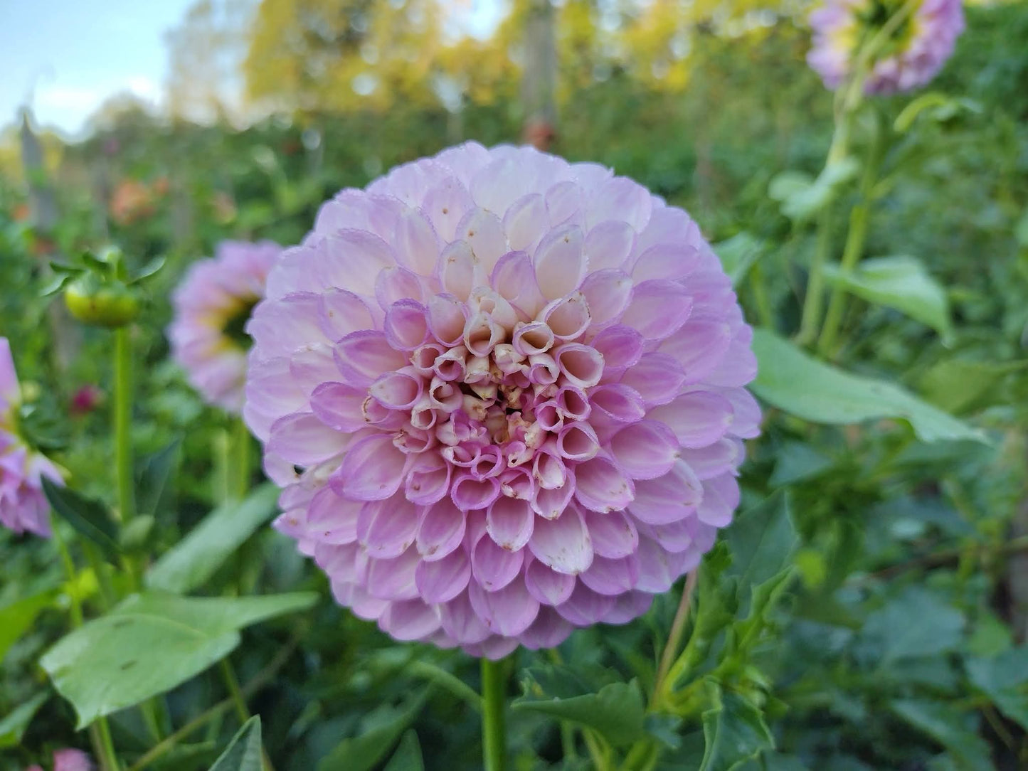 20th Ave Pure Prince (limited stock)