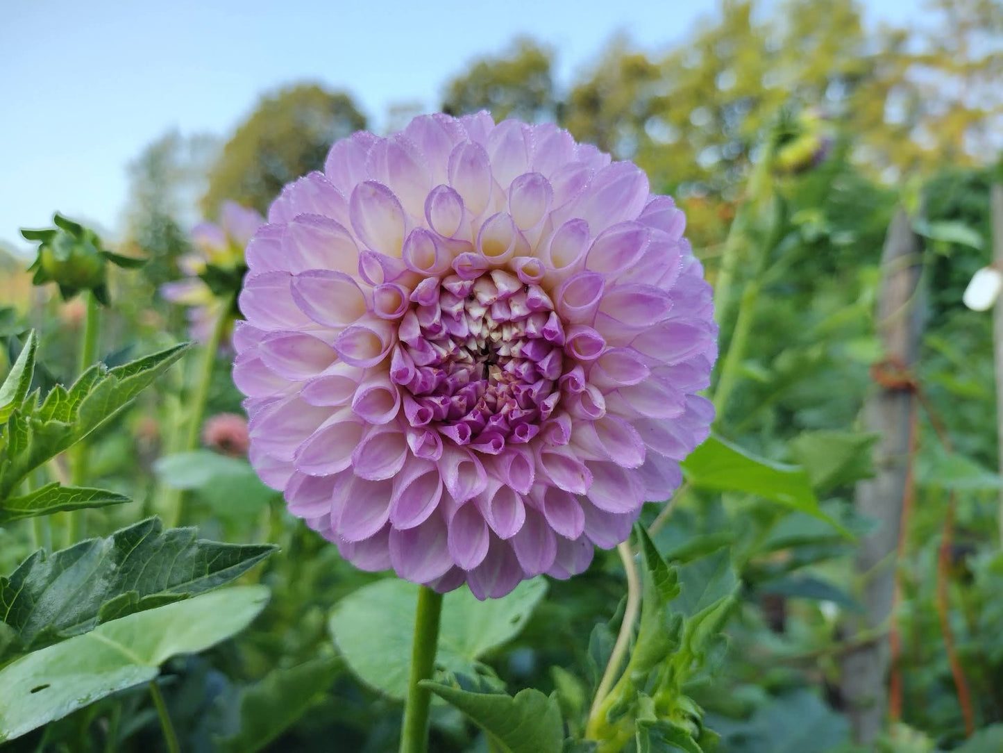 20th Ave Pure Prince (limited stock)