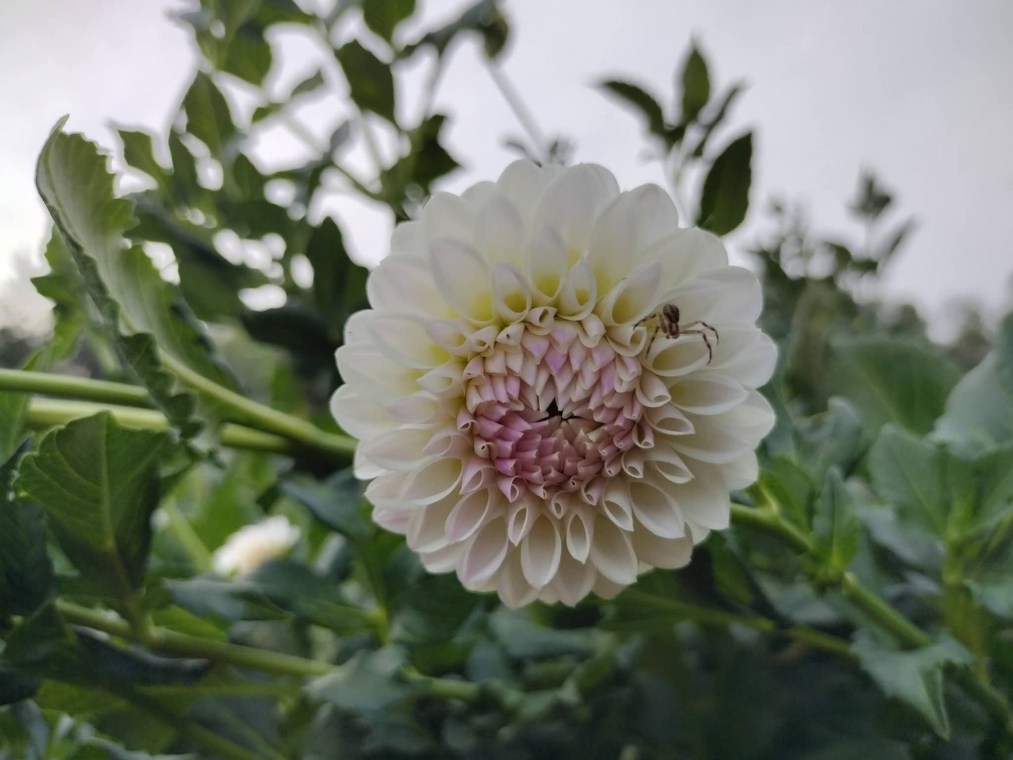 Tahoma Kelli