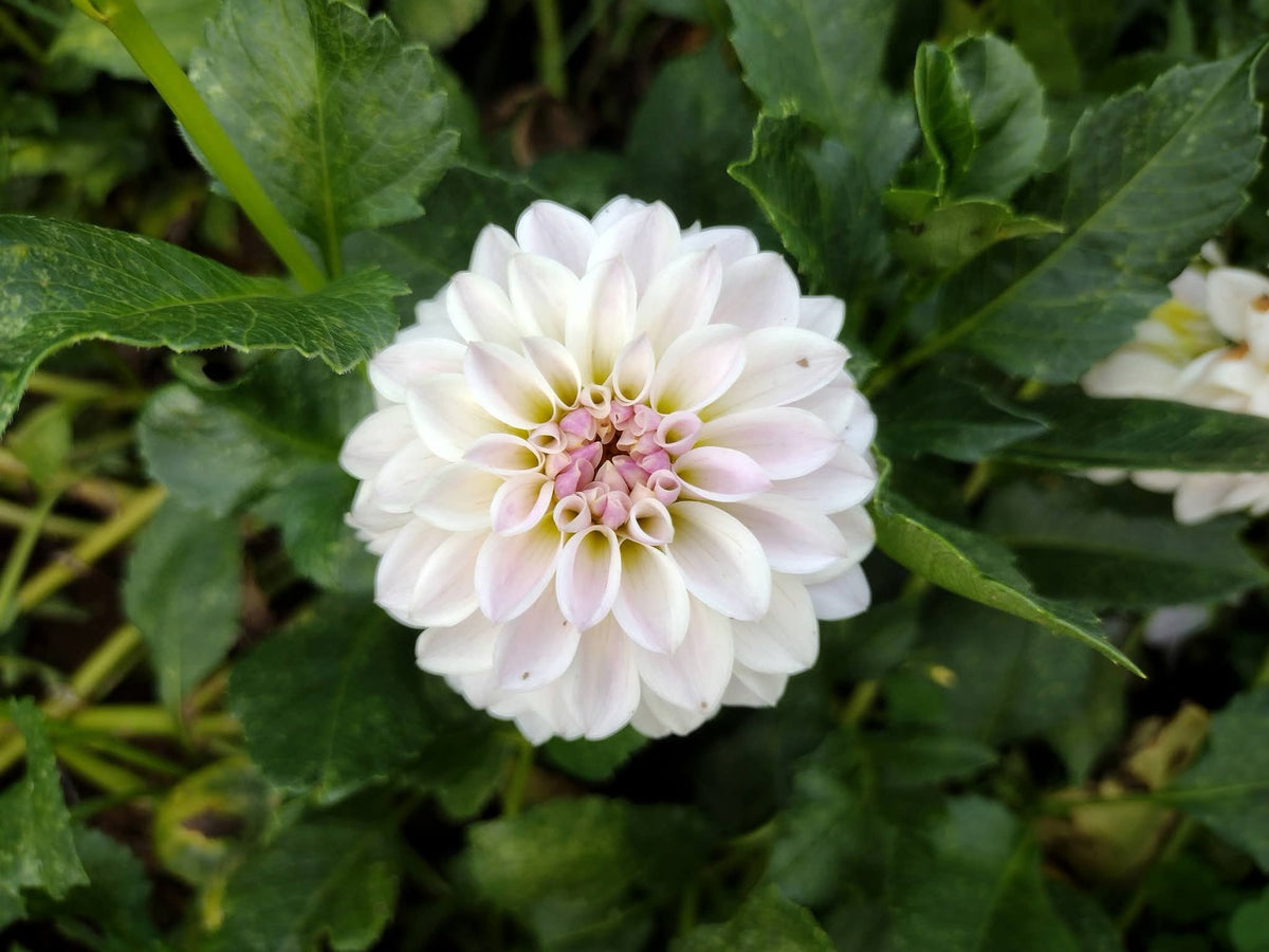Tahoma Kelli