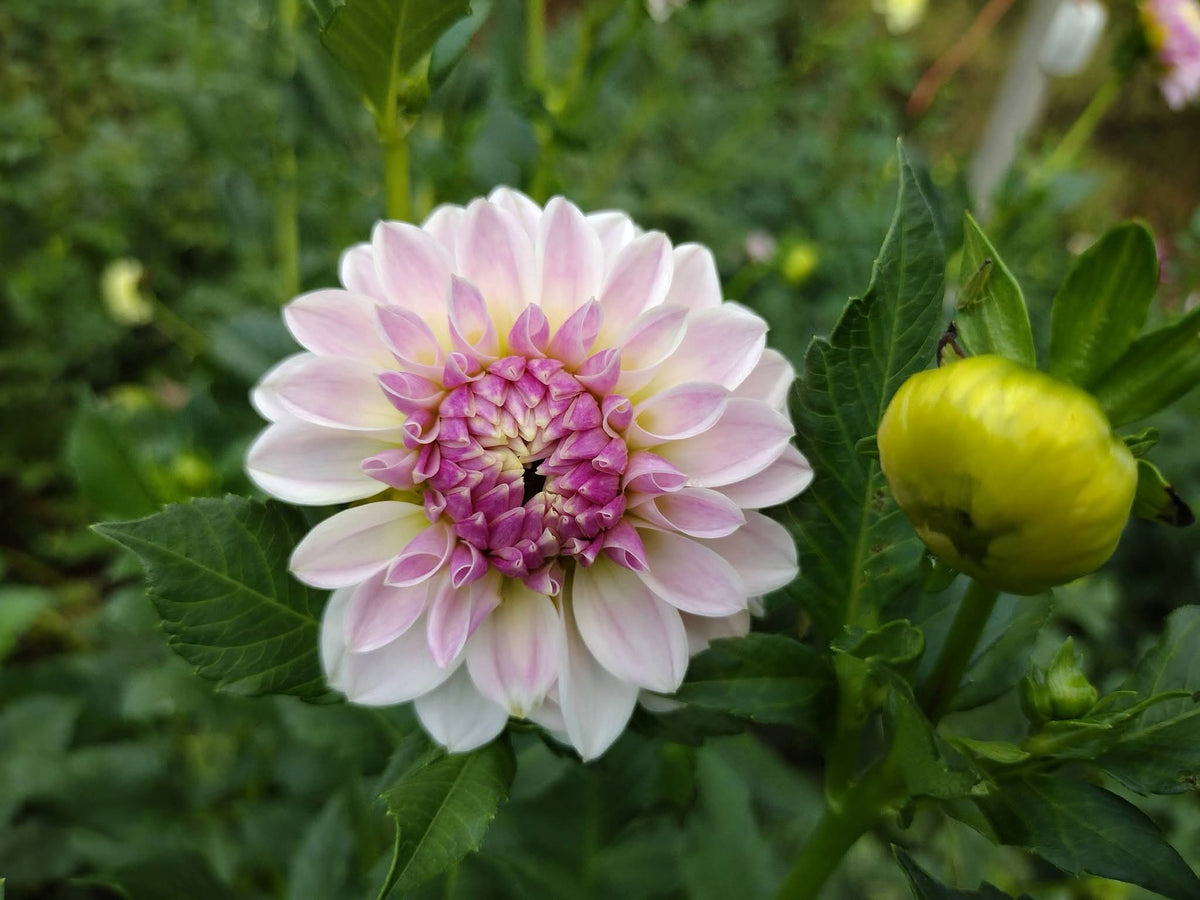 Tahoma Kelli