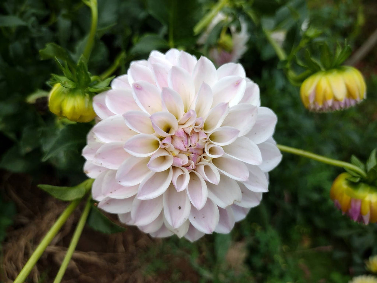 Tahoma Kelli