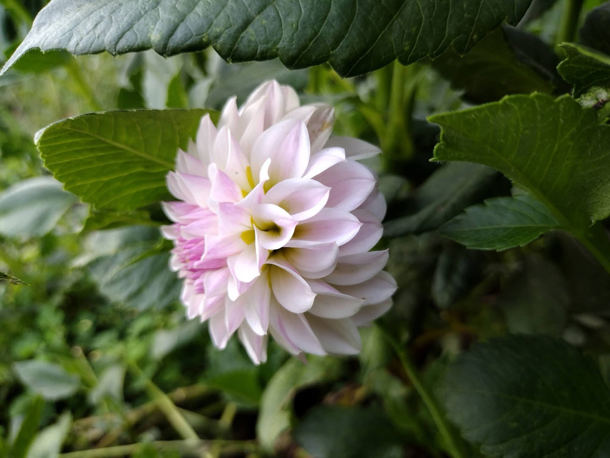 Tahoma Kelli