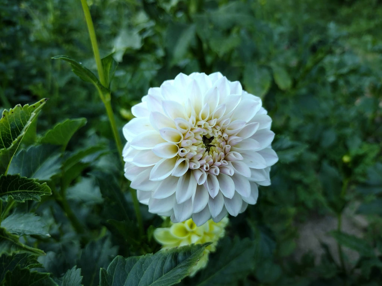 Tahoma Kelli