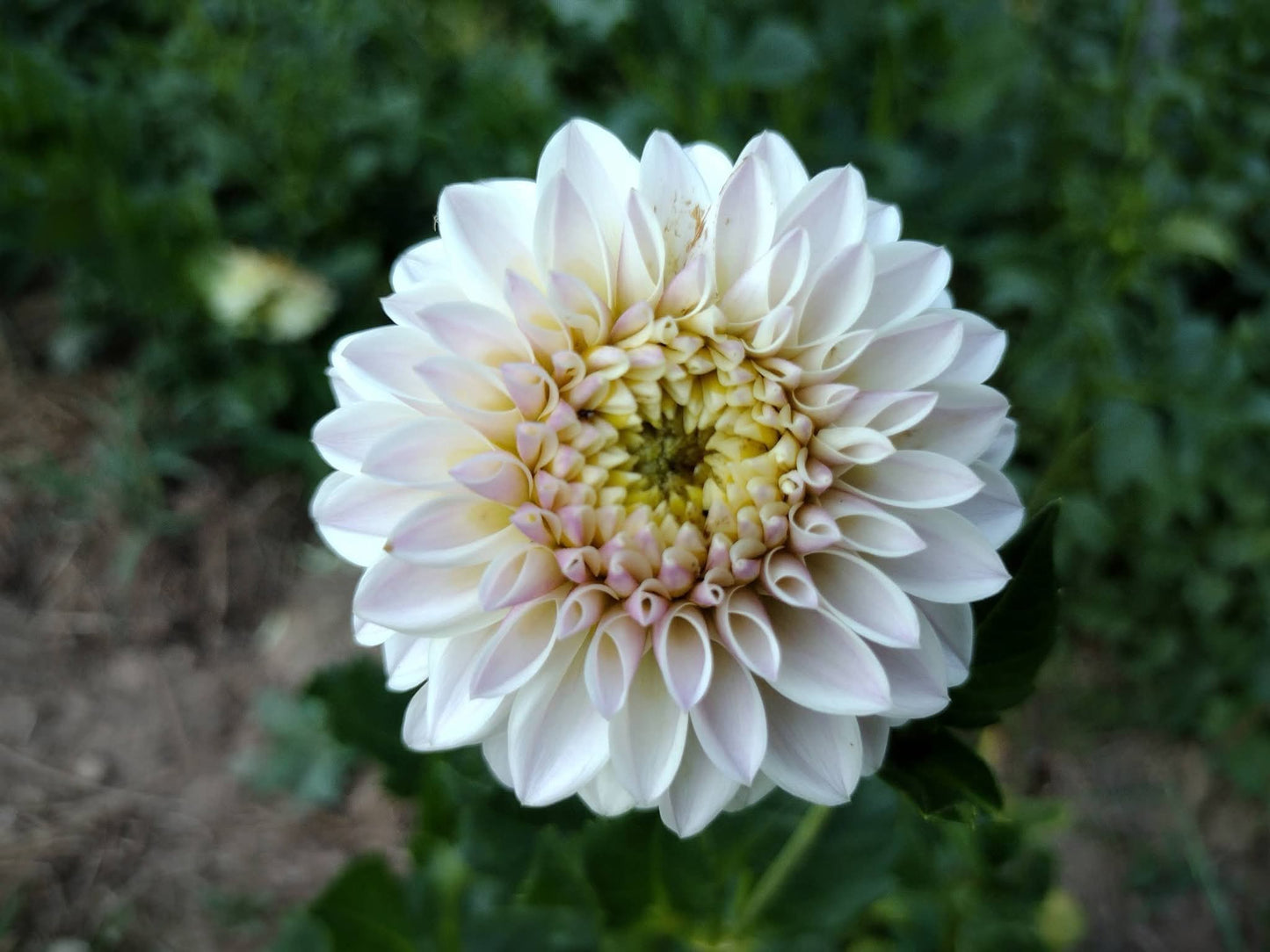 Tahoma Kelli