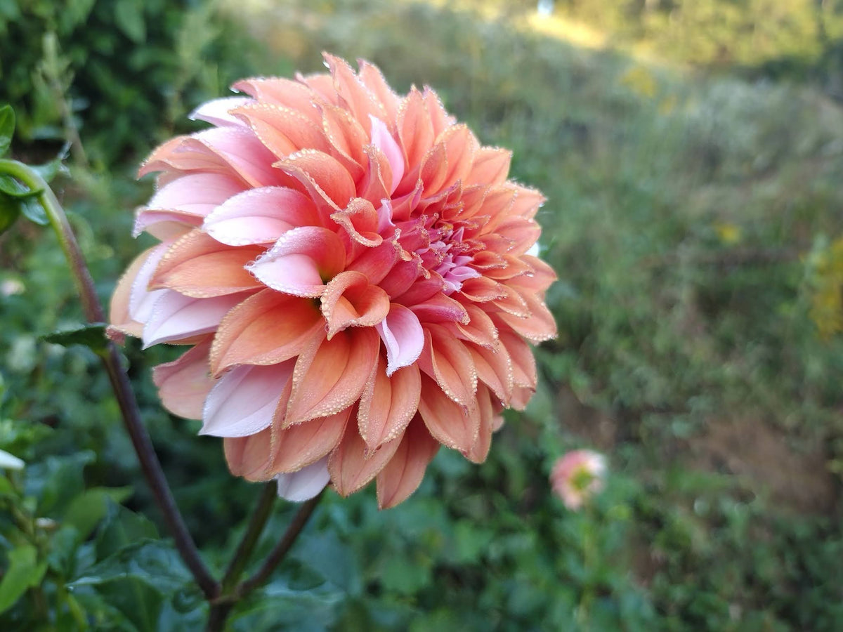 Peaches N Cream