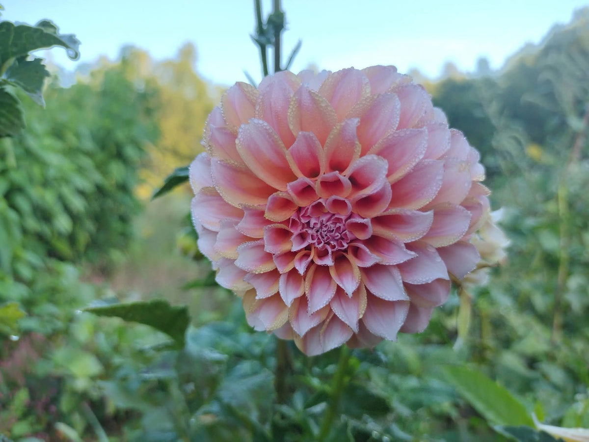 Peaches N Cream