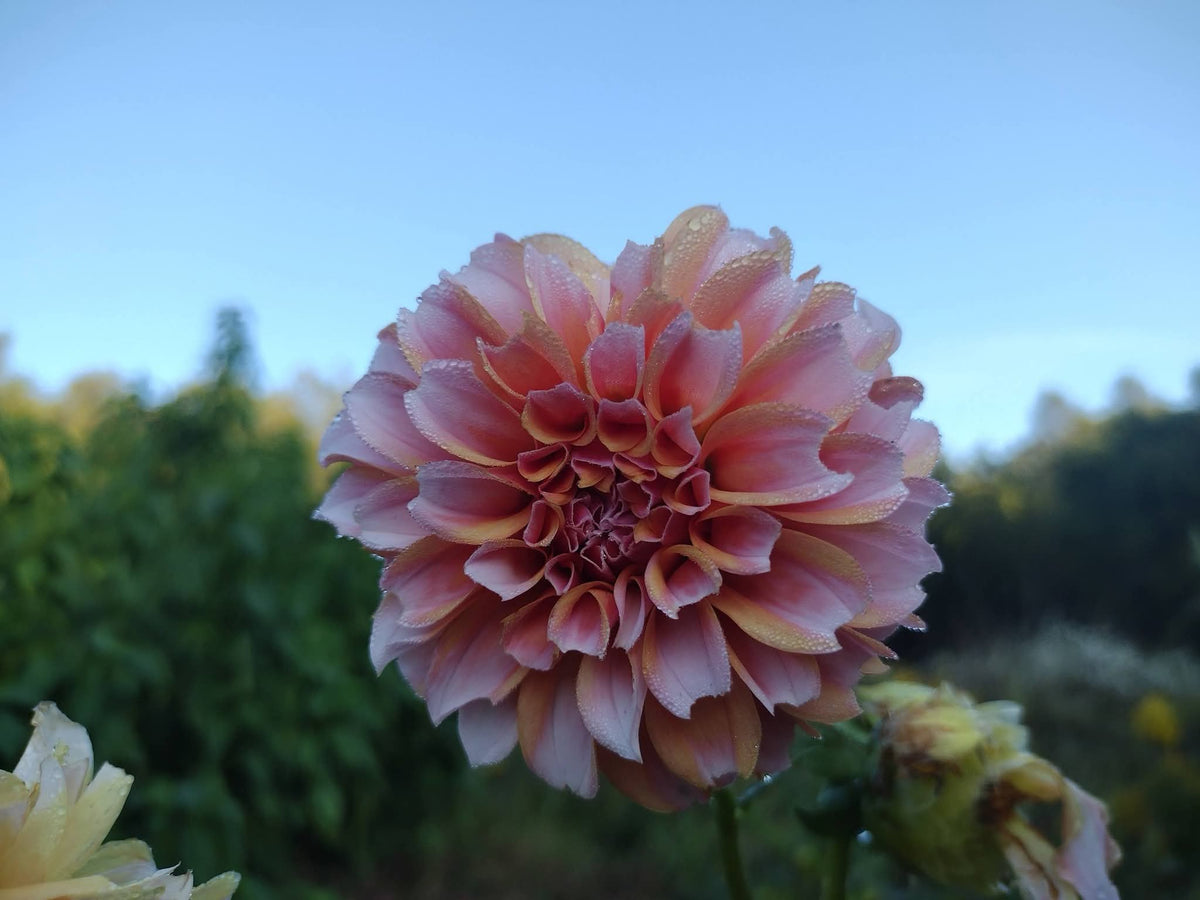 Peaches N Cream