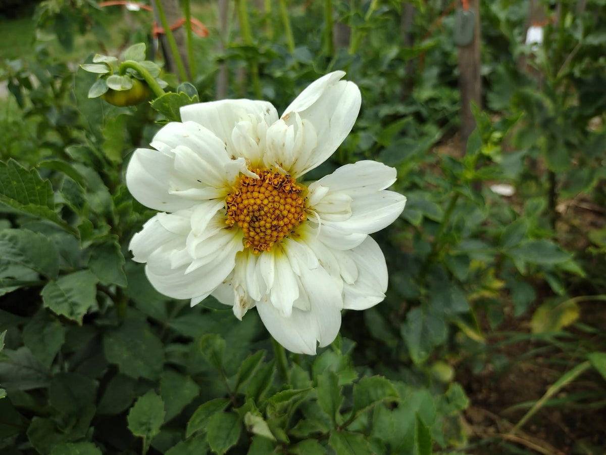 Cherubino