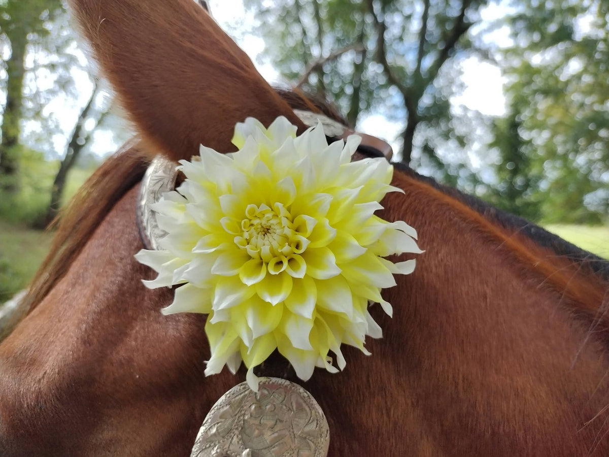 Lemon Meringue