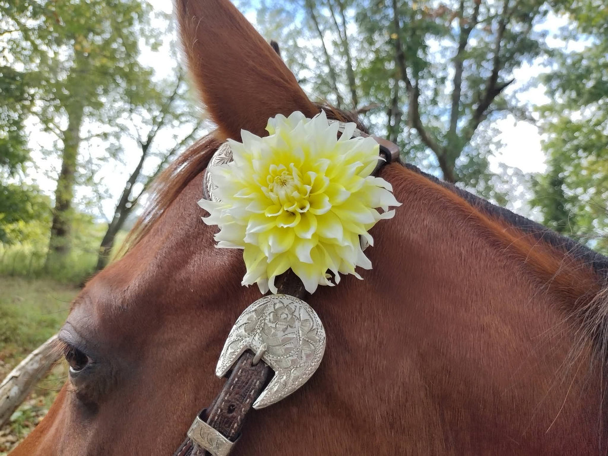 Lemon Meringue