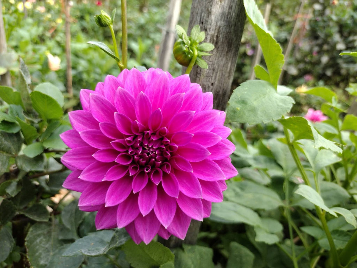Bloomquist Ruby