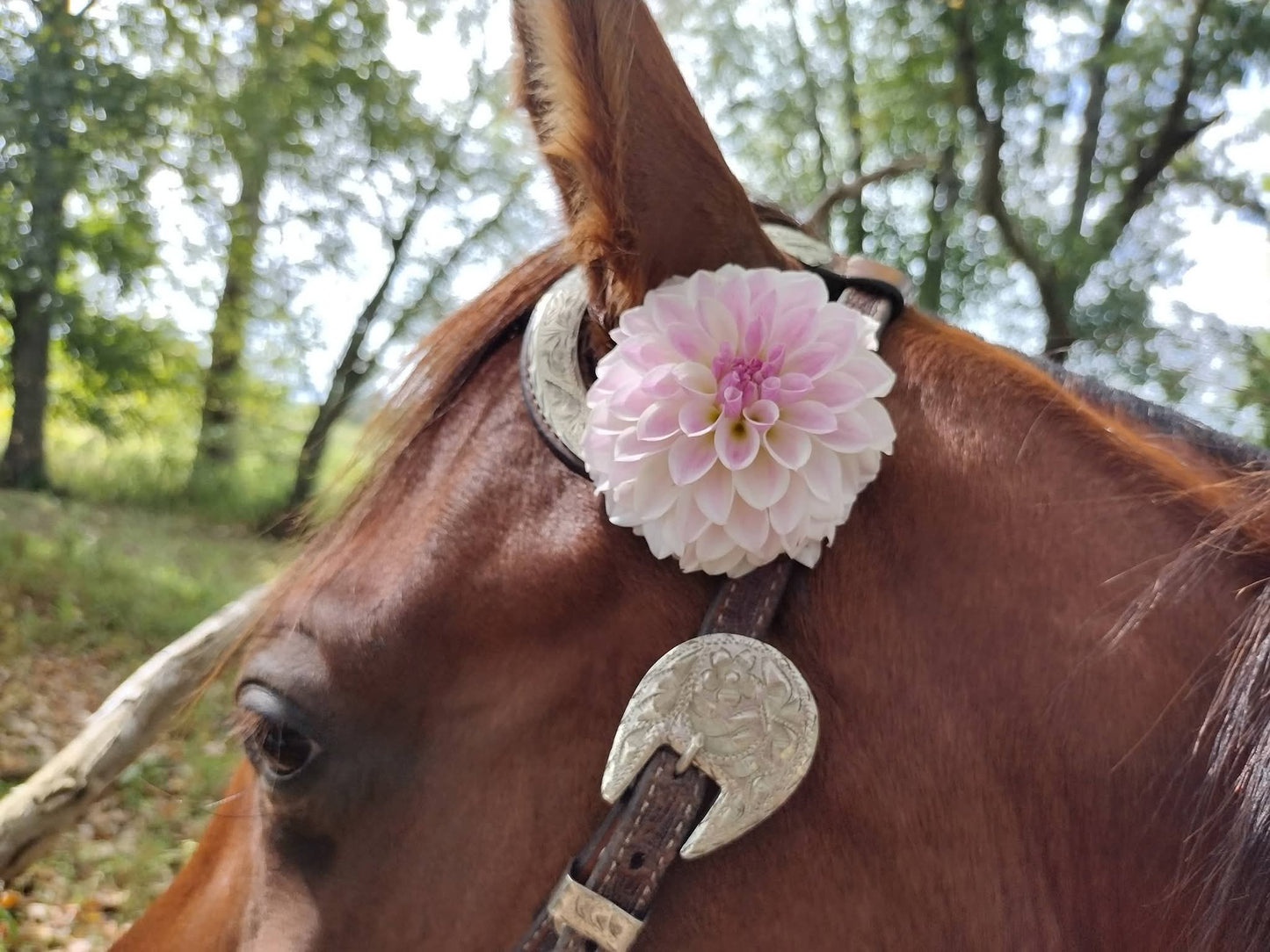 Tahoma Kelli
