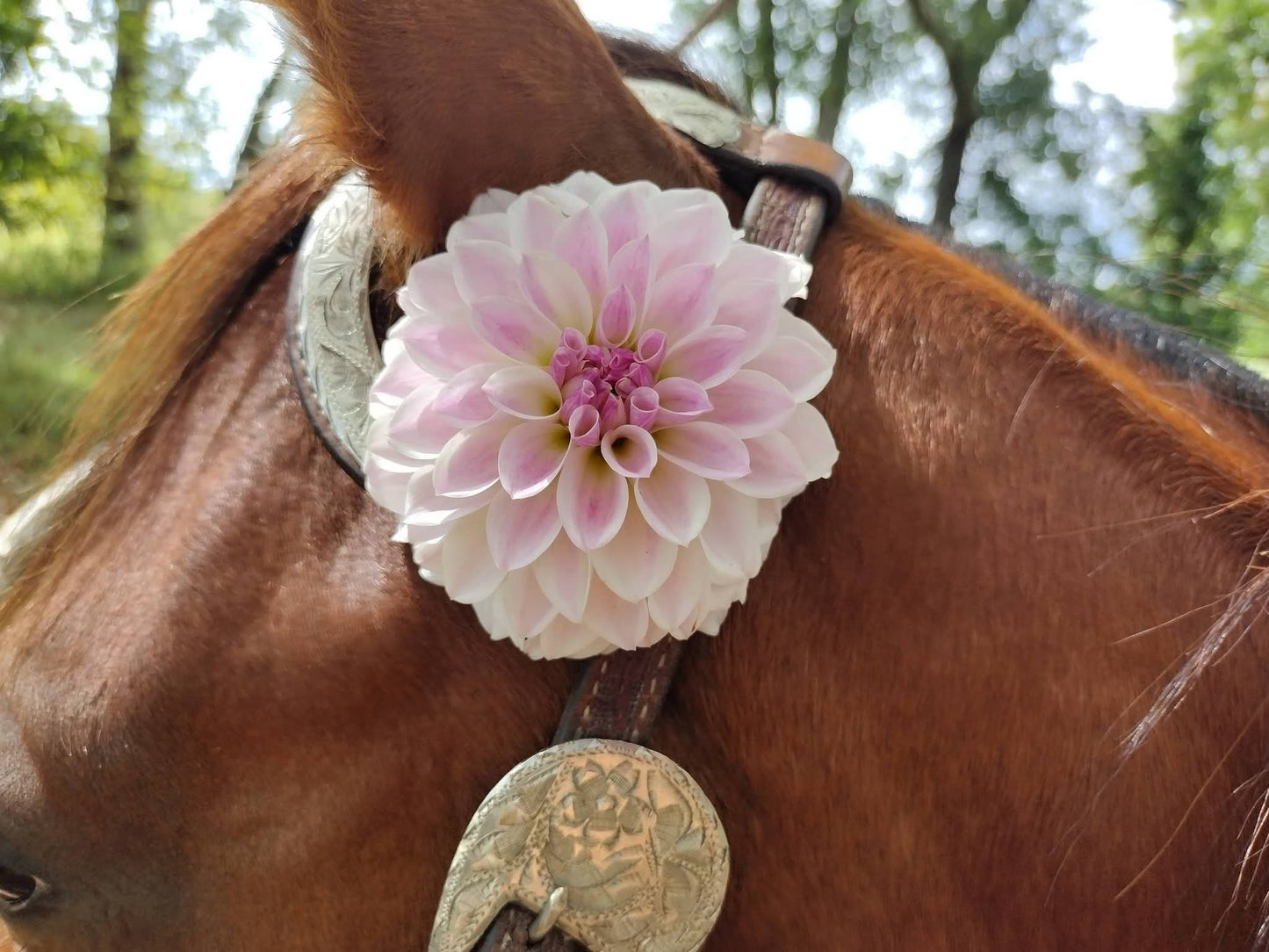 Tahoma Kelli