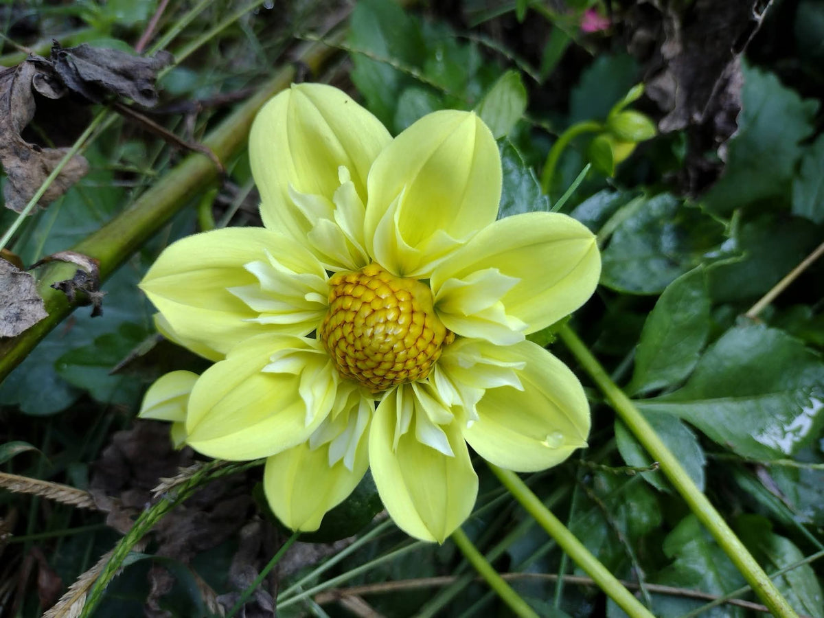 Ferncliff Lemon Kiss